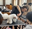 마용기초케어&반려견기초미용2 실견수업2