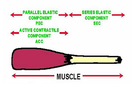 Muscle Components