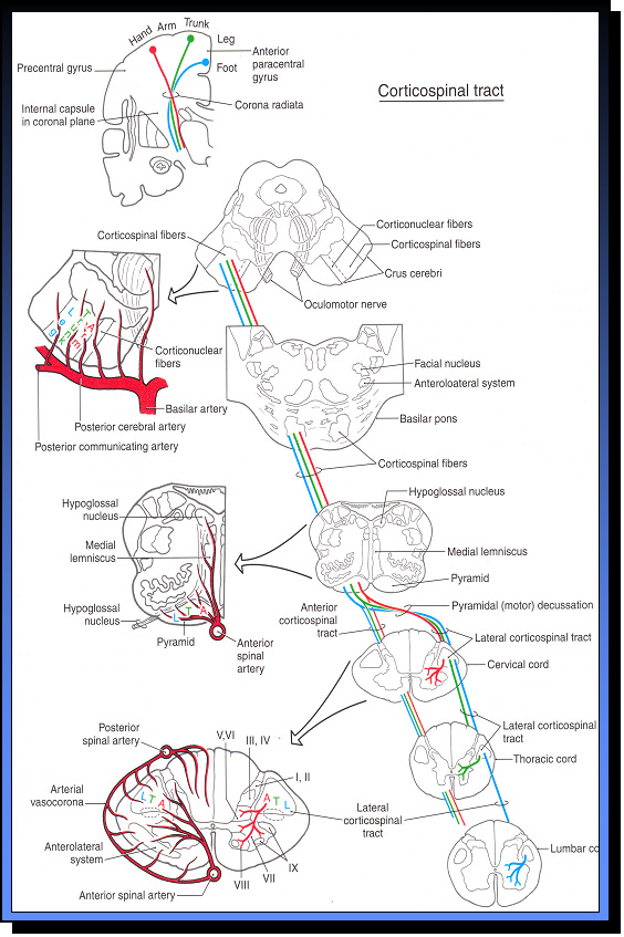 corticospinal tract