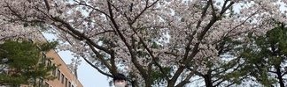 Sister&Brother 벚꽃 콘테스트 시상